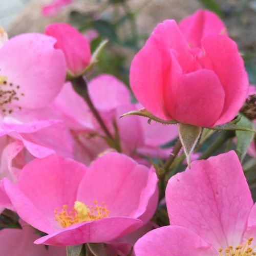 Rosa Fortuna® - ružová - Stromková ruža s drobnými kvetmistromková ruža s kompaktným tvarom koruny